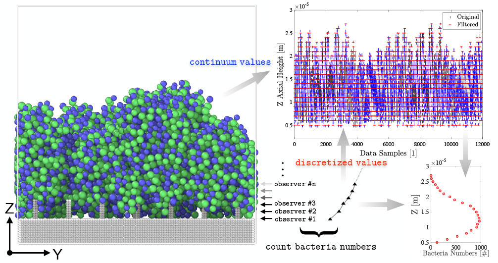 Modeling biofilm dynamics